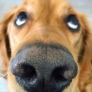 Meet your Posher, Leslie